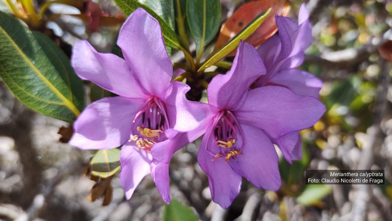 Merianthera calyptrata_banner.jpg