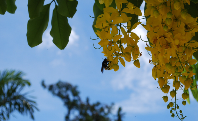 abelha chuva de ouro