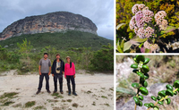 CNCFlora faz expedição à Chapada Diamantina como parte do programa GEF Pró espécies: todos contra a extinção