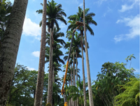 Coordenação de Conservação da Área Verde faz ações de manejo no arboreto para garantir a segurança do público