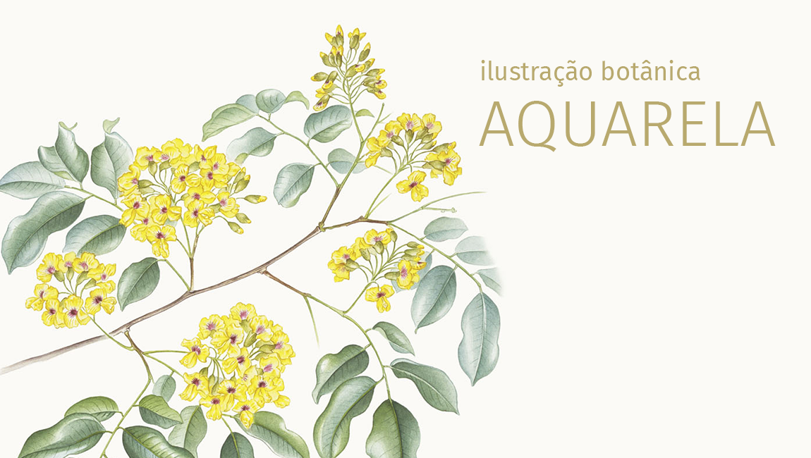 Curso de Ilustração Botânica: Aquarela