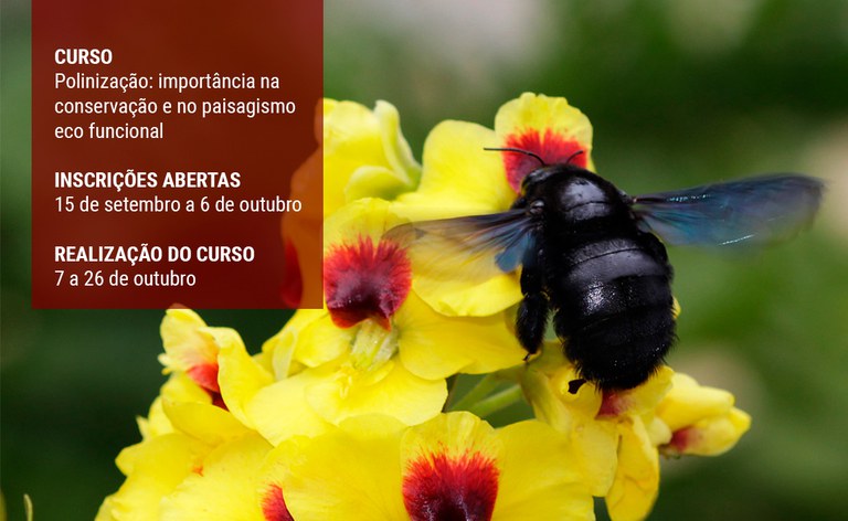 Polinização: Importância na Conservação e no Paisagismo Eco Funcional