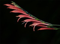 Defesa na ENBT aborda atributos florais e sucesso reprodutivo