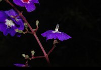 Dissertação cataloga primeiro registro da espécie Miconia cuneatissima no ES