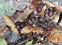 Dissertação mostra a importância da serapilheira na restauração ecológica da Mata Atlântica