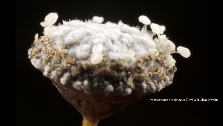 banner paepalanthus.jpg