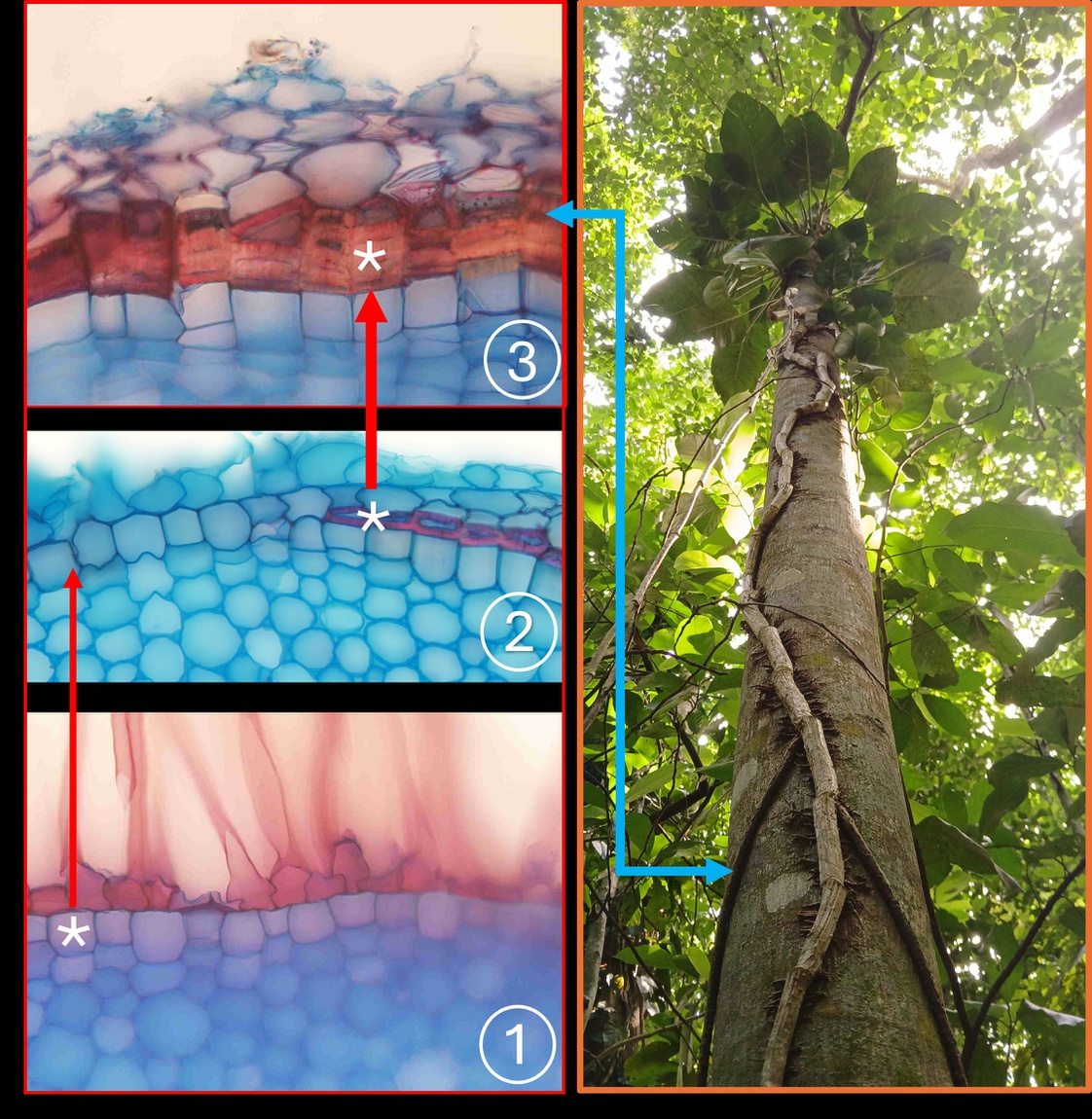 Através de microscopia ótica é possível acompanhar a substituição da ‘roupa original’ das raízes terrestres (epiderme+exoderme, Figura 1) de E. aureum pelo surgimento da ‘nova roupa’ (Figura 2) em resposta ao ambiente aéreo; em pouco tempo, a 'nova roupa' se desenvolve até constituir o súber esclerificado em múltiplas camadas (Figura 3), que recobre e protege as raízes aéreas da planta; esta arácea plenamente desenvolvida, com suas enormes folhas e longas raízes aéreas pode ser encontrada no arboreto do Jardim Botânico do Rio de Janeiro | Fotos: André Mantovani