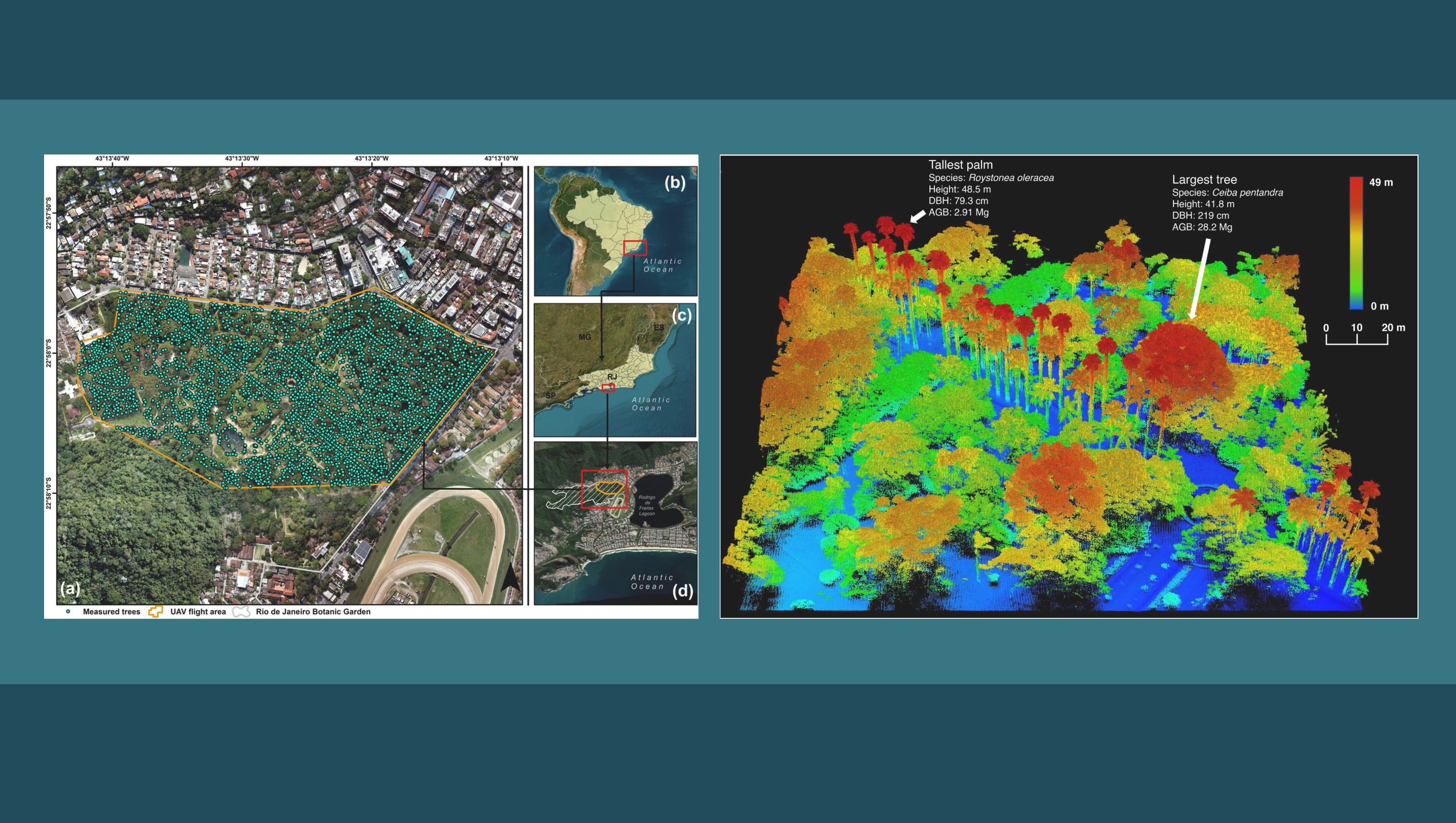 Estudo estima quantidade de carbono estocada por plantas do Jardim Botânico do Rio de Janeiro