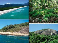 Estudo faz inventário das árvores de Ilha Grande, no sul do estado do RJ