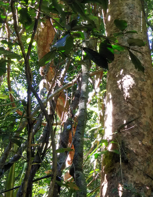 Fabio Mostacato Bastos