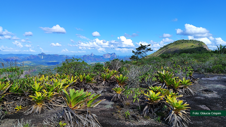 Além do inglês: estudos sobre biodiversidade são feitos em outros idiomas