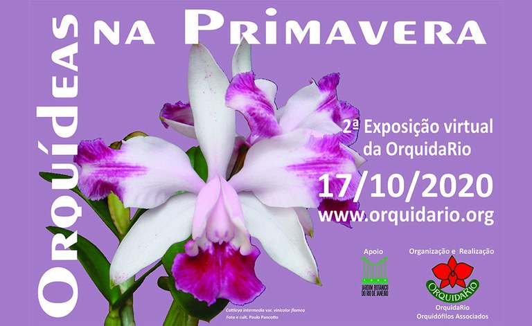 arte Orquídeas na Primavera 2020