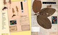 Herbário Virtual Reflora é utilizado em e-book sobre ensino de biologia