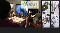 Herbário Virtual Reflora recebe novos recursos do CNPq e publica edital