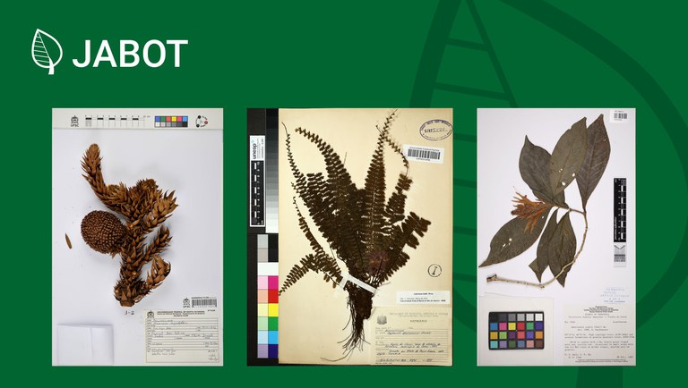 banner jabot 3 milhões