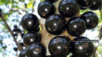 Jabuticaba caipirinha, uma velha e nova conhecida