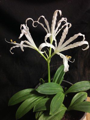 Griffinia nocturna, espécie classificada como Criticamente em Perigo de extinção (CR) | Foto: Antonio Campos Rocha Neto