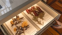 Jardim Botânico do Rio e Serviço Florestal Brasileiro abrem processo seletivo para taxonomistas e técnicos de herbário