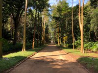Jardim Botânico do Rio oferece gratuitamente trilhas temáticas guiadas às sextas