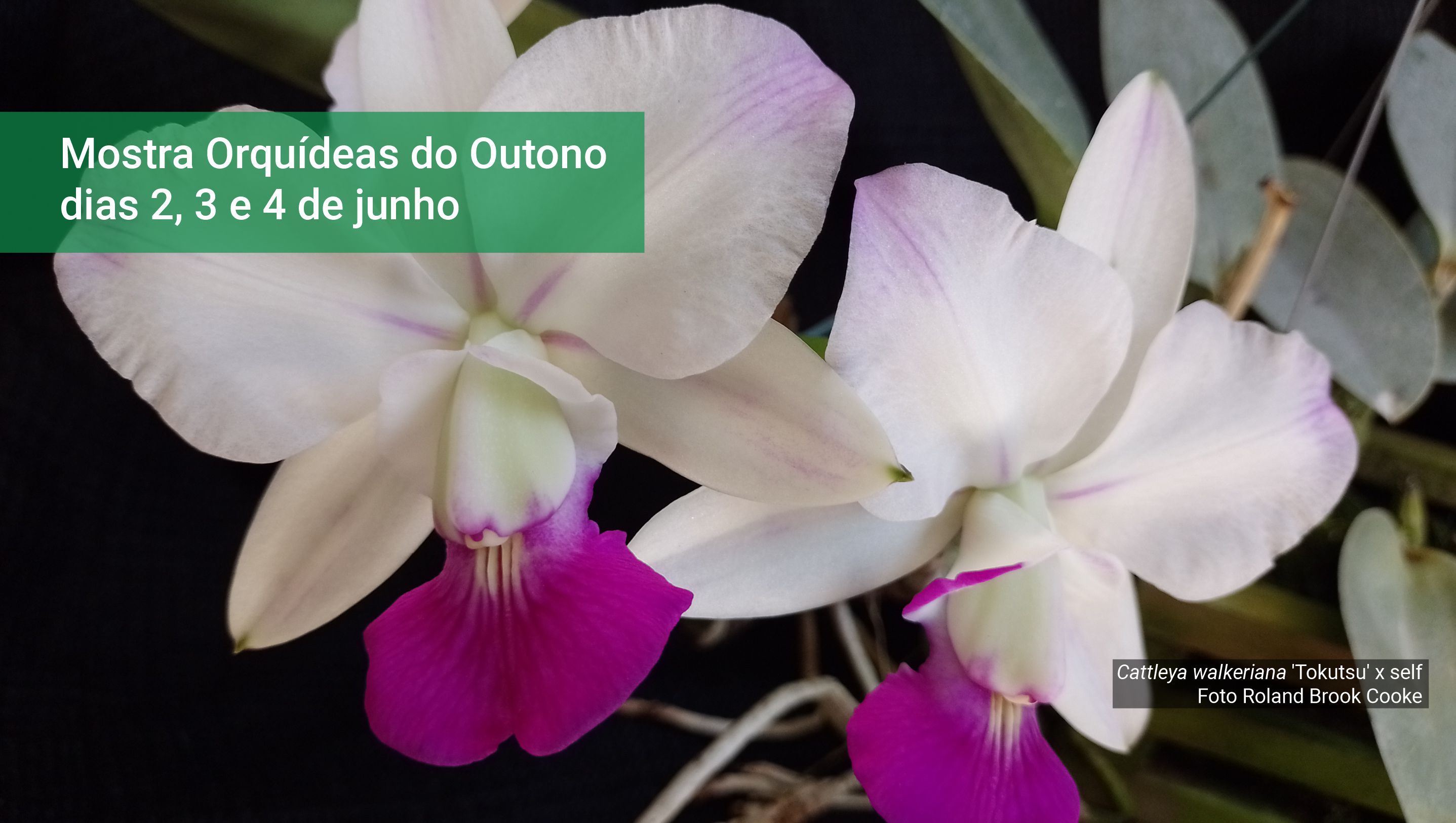 Jardim Botânico do Rio promove a Mostra Orquídeas do Outono