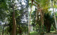 Jardim Botânico do Rio promove visitas guiadas à Trilha Africana neste domingo (20/11),  Dia Nacional da Consciência Negra