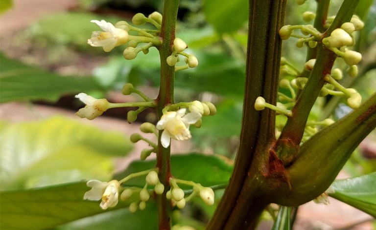Guaraná florindo na Coleção de Plantas Medicinais