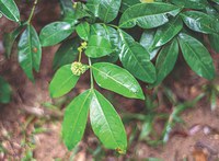 Leguminosas serão tema do 2º Seminário Científico Dipeq-ENBT
