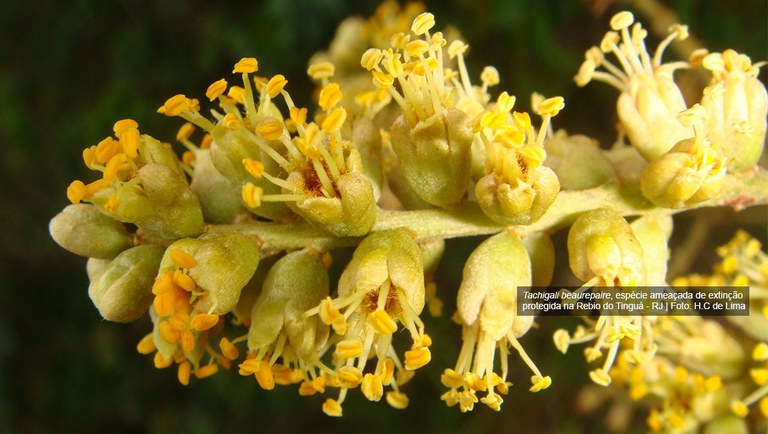 banner Lista da Rebio Tinguá