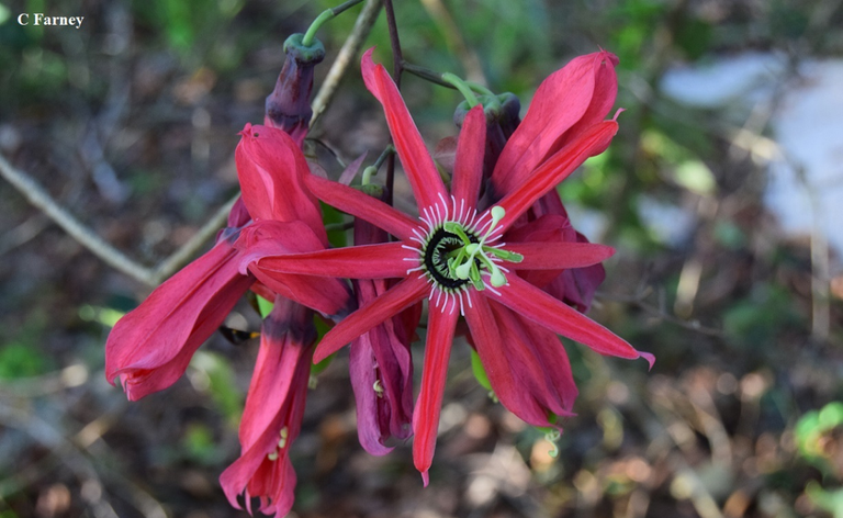 passiflora recemosa