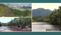 Listas do Parque Estadual da Serra da Concórdia, da Área de Proteção Ambiental Mestre Álvaro e  do Parque Nacional de Anavilhanas são publicadas no Catálogo de Plantas das UCs do Brasil