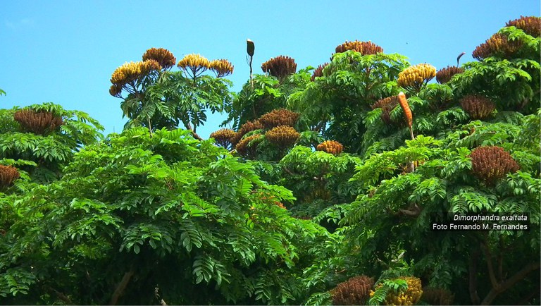 banner faveiro 2.jpg