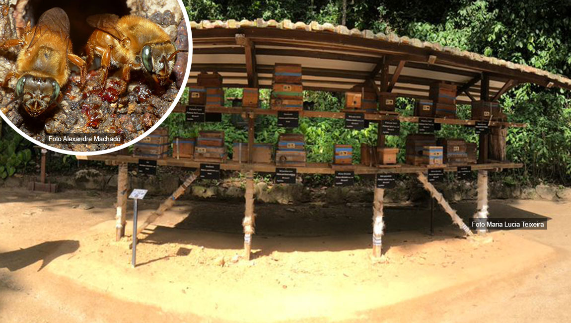 Meliponário do Jardim Botânico do Rio chega aos 10 anos como referência na conservação de abelhas nativas sem ferrão