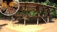 Meliponário do Jardim Botânico do Rio chega aos 10 anos como referência na conservação de abelhas nativas sem ferrão
