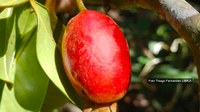 Nova espécie de árvore frutífera descoberta na Mata Atlântica