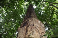Nova espécie de árvore gigante da Mata Atlântica é descoberta e recebe nome em homenagem ao instrumentista Hermeto Pascoal