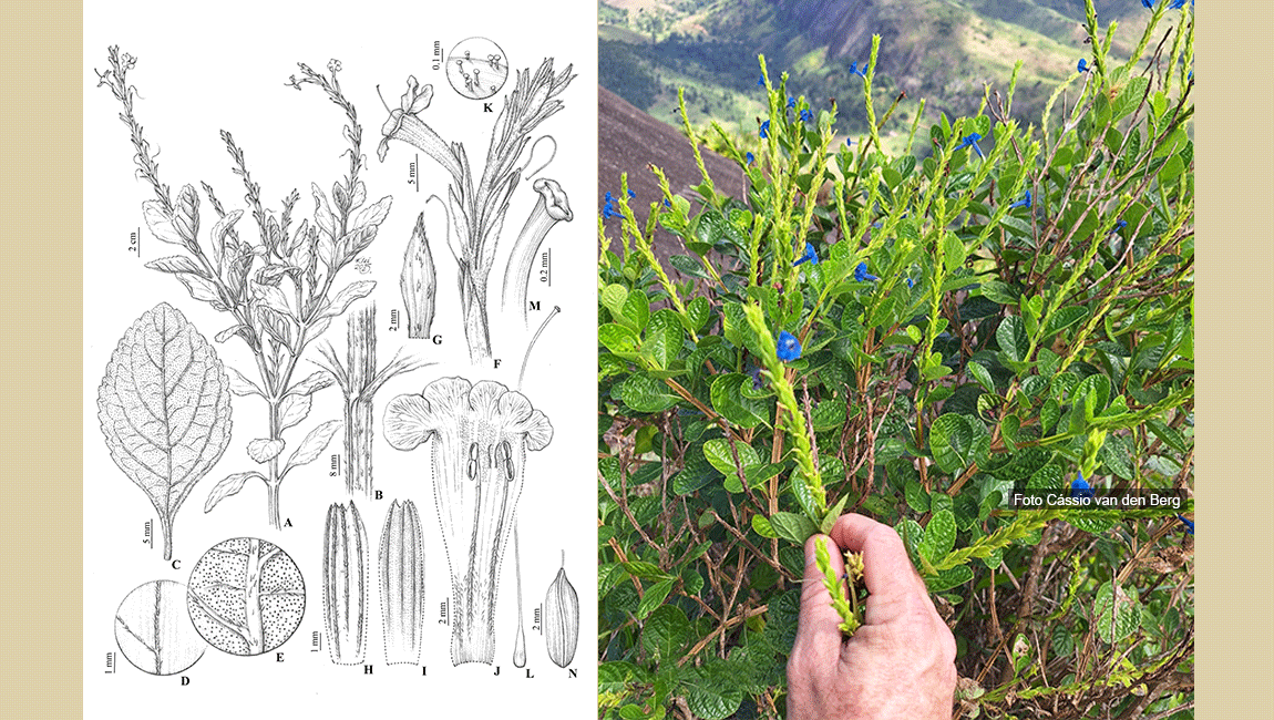 Nova espécie de Verbenaceae com flores azuis é nomeada em homenagem à pesquisadora Rafaela Forzza