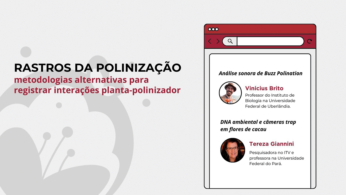 Novas formas de pesquisar a polinização são tema de estreia do Bate Papo INPol