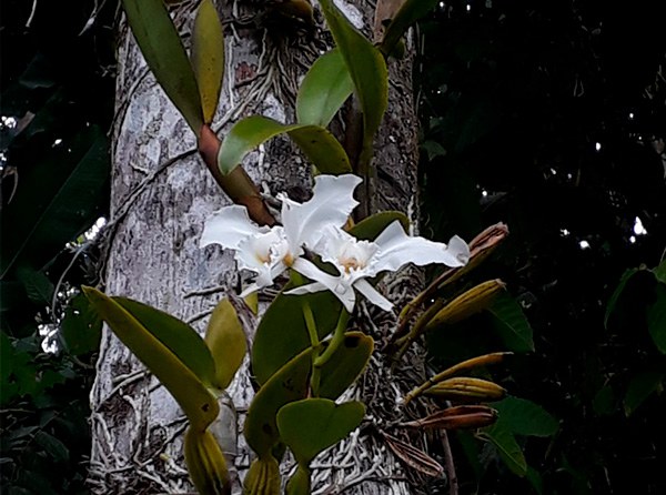 Catlleya warneri_Claudia Lopes.jpg