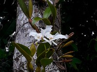 Oficinas gratuitas ensinam a cultivar orquídeas