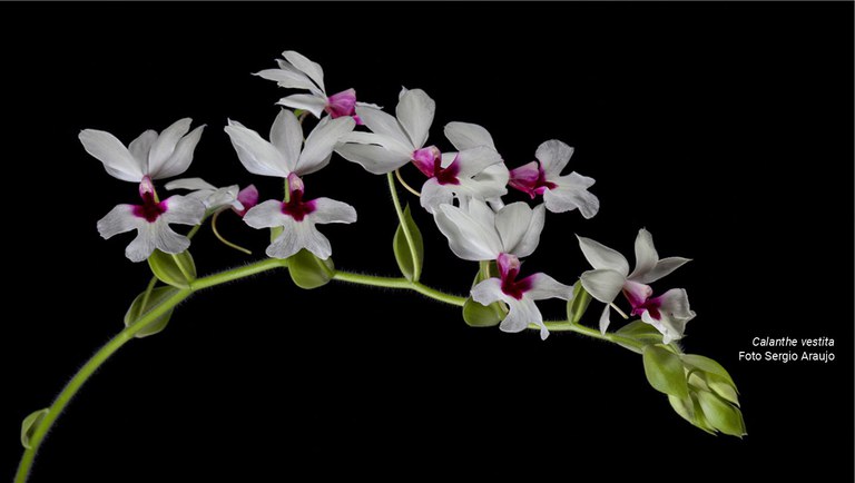 banner orquidea.jpg