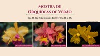 Orquídeas de verão são atração no Jardim Botânico do Rio de Janeiro