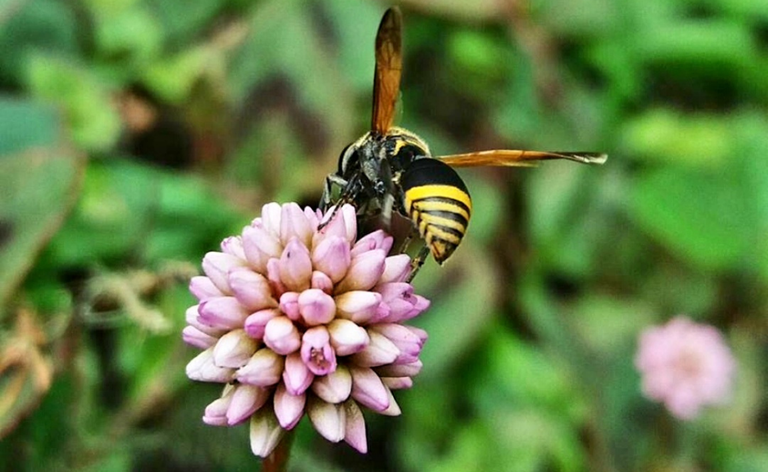 abelha.png