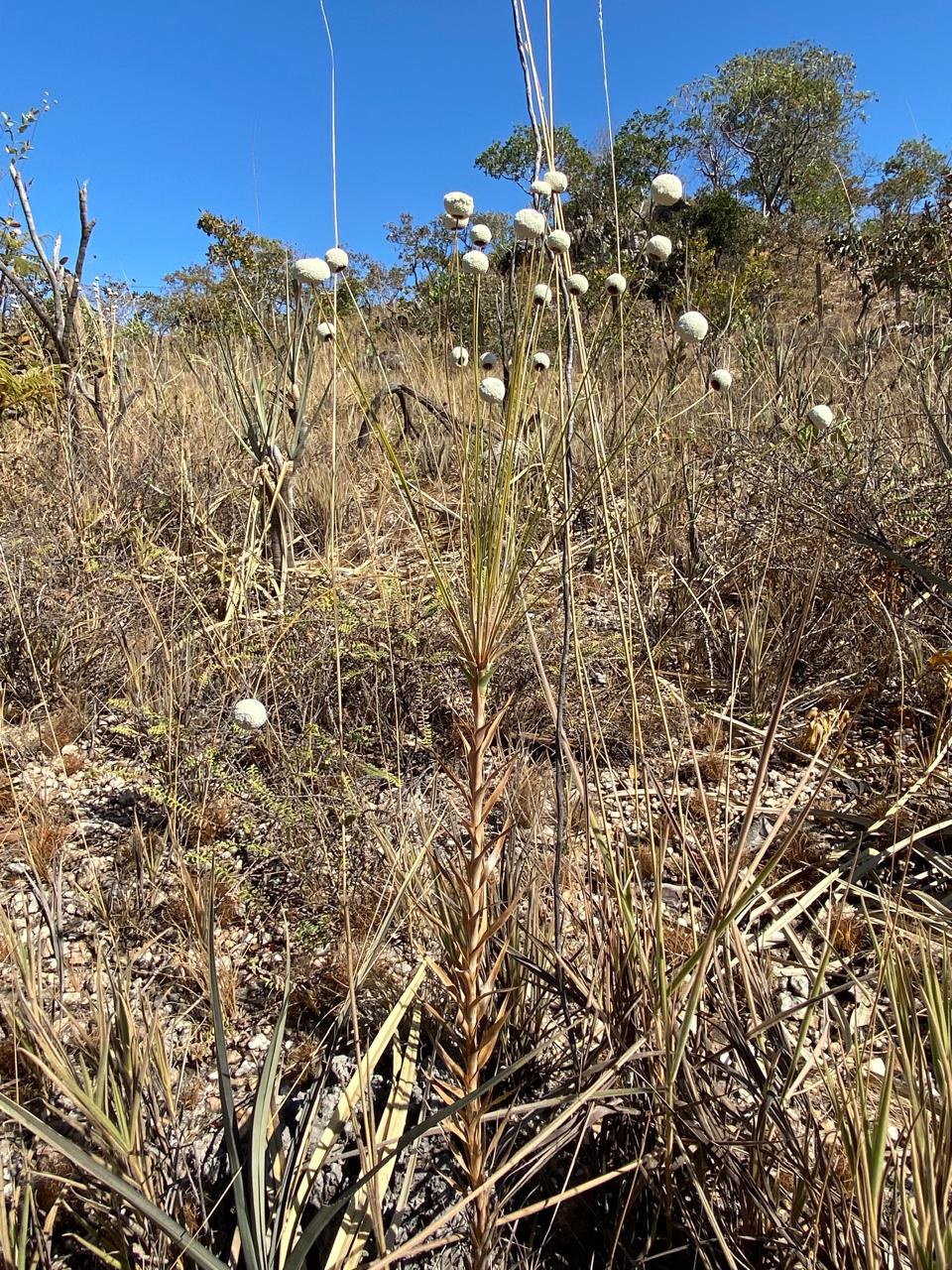 Duas das espécies ameaçadas de extinção do PAN Bacia do Alto Tocantins: Paepalanthus longiciliatus (à esquerda) e Stachytarpheta glazioviana (à direita).