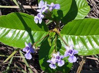 Pesquisadores revelam nova espécie de Tarumã das montanhas do Espírito Santo que homenageia o povo pomerano