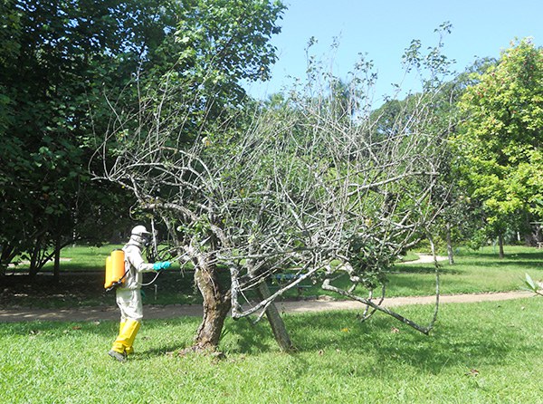 fitossanidade_destaque site.jpg