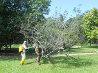 Relatório anual de monitoramento fitossanitário