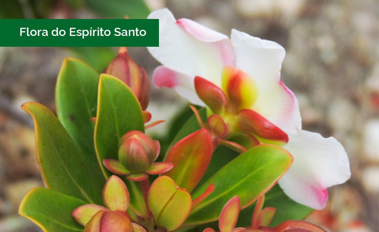 Bonnetiaceae, foto: Lucas Cardoso Marinho