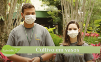 Segundo episódio de Jardinando dá dicas sobre cultivo em vasos