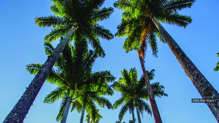 banner trilha palmeiras.jpg