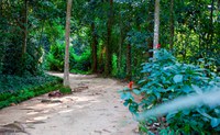 Um dia de férias na Mata Atlântica do Jardim Botânico
